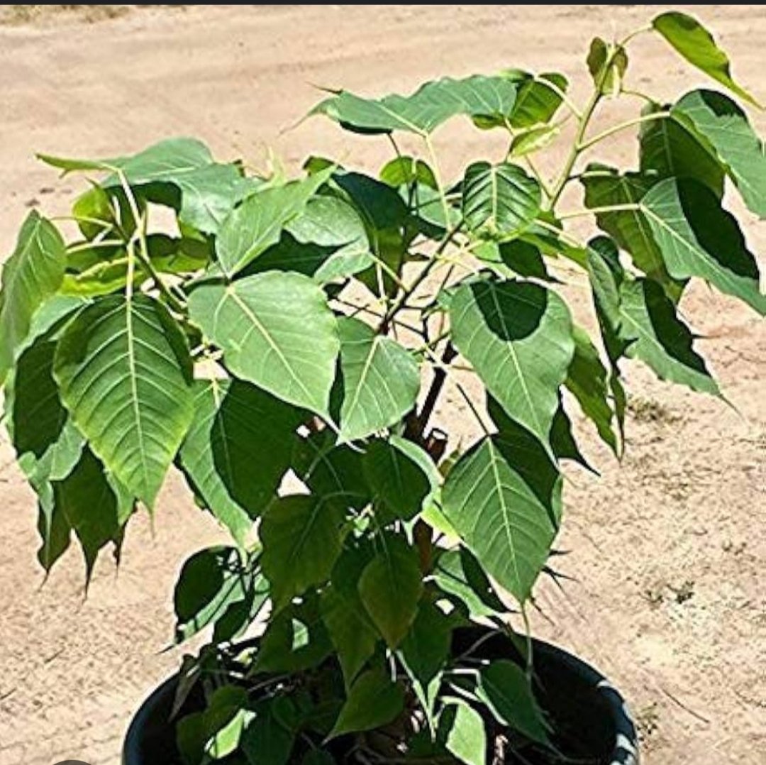 Understanding Your Birth Chart